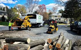 Best Tree Trimming and Pruning  in Princeton, TX