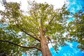 Best Pest Control for Lawns  in Princeton, TX
