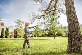 Best Storm Damage Tree Cleanup  in Princeton, TX