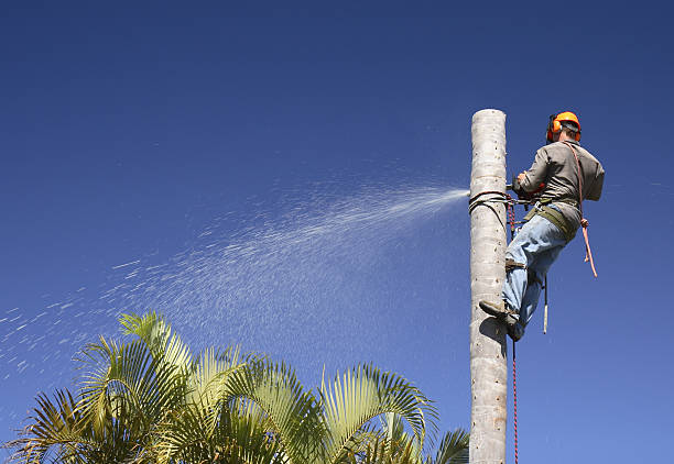 Best Utility Line Clearance  in Princeton, TX