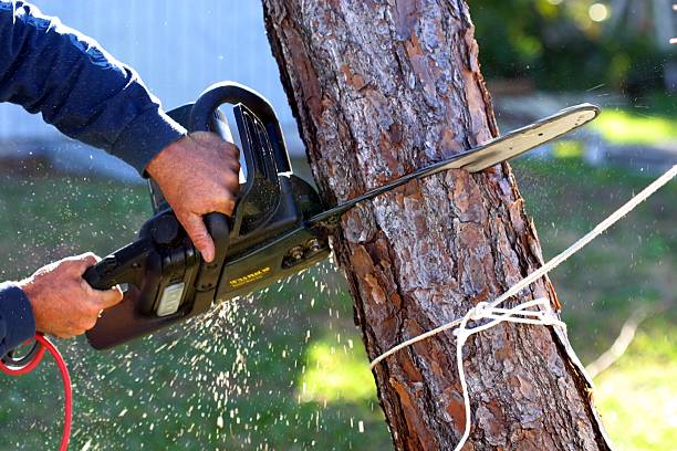 Best Tree and Shrub Care  in Princeton, TX