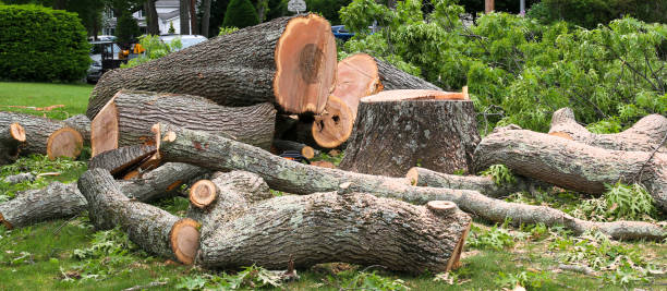 Best Lawn Dethatching  in Princeton, TX