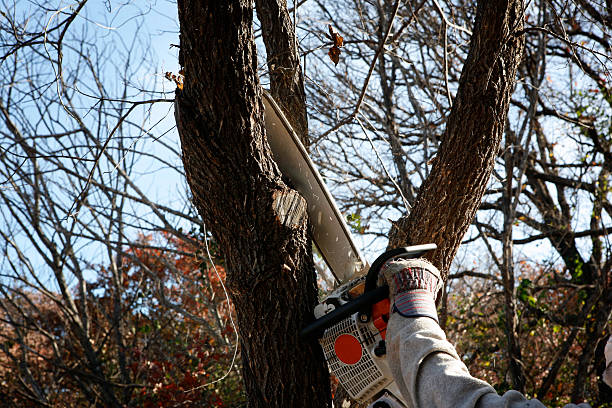Princeton, TX Tree Care Company