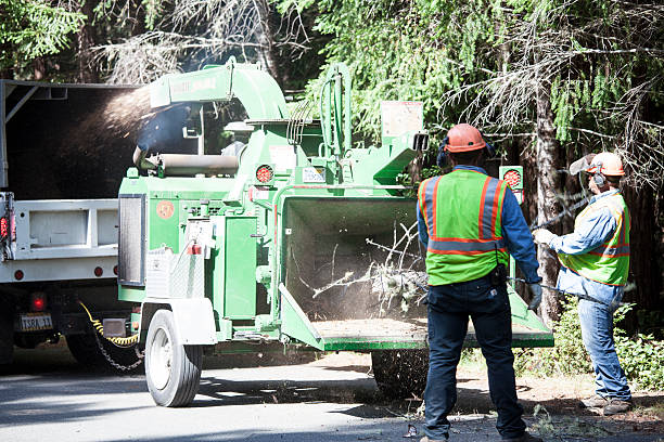 Best Grass Overseeding  in Princeton, TX