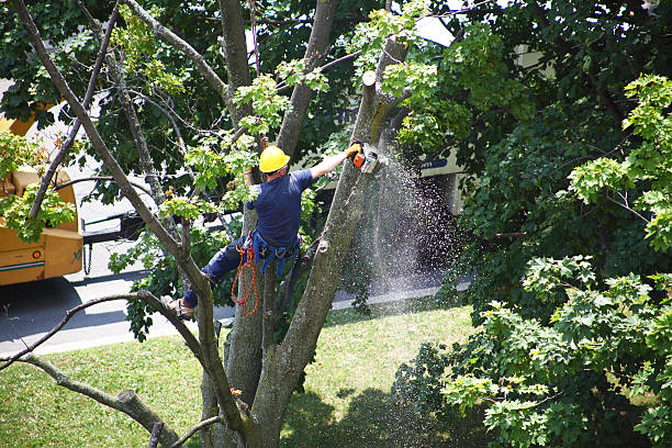 Best Weed Control  in Princeton, TX