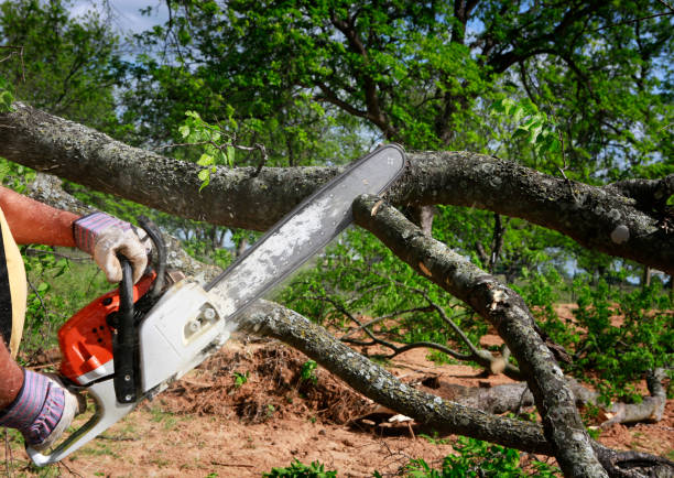 Best Firewood Processing and Delivery  in Princeton, TX
